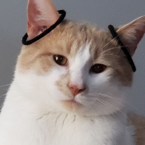 Meet your Posher, Marie-soleil - Picture 1 of 1